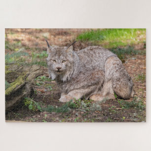 Puzzle Linx de Canadá desafía a los amantes de la natural