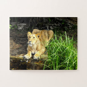 Puzzle Lionesa