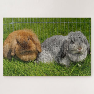 Puzzle Lionhead Holland Mini Conejo Conejo Conejo Conejo