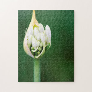 Puzzle Lirio Africano, Agapanthus Praecox, Ciudad del Cab