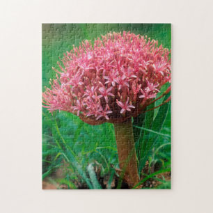 Puzzle Lirio Africano (Agapanthus Praecox), Mala Mala