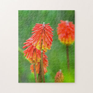 Puzzle Lirio Antorcha (Kniphofia Uvaria), Cabo Occidental