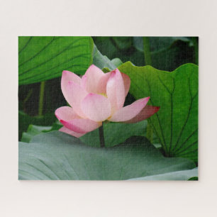 Puzzle Lirio de agua