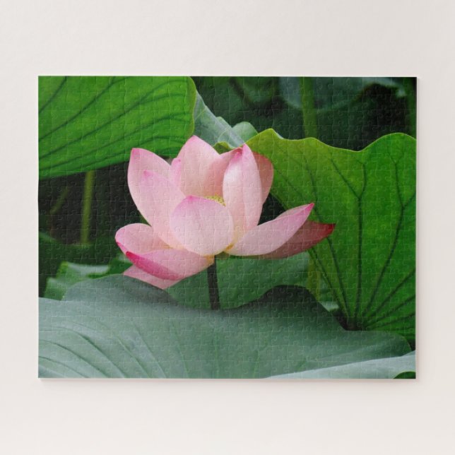 Puzzle Lirio de agua (Horizontal)