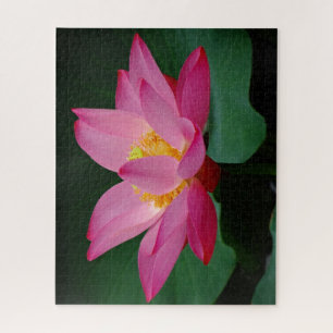 Puzzle Lirio de agua rosa