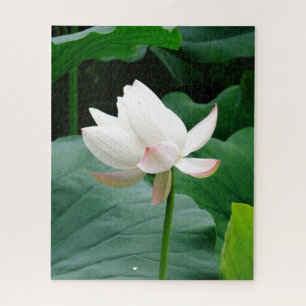 Puzzle Lirio de agua rosada-blanca floreciente entre las 