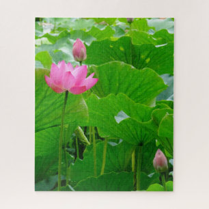 Puzzle Lirio de agua rosada en flor