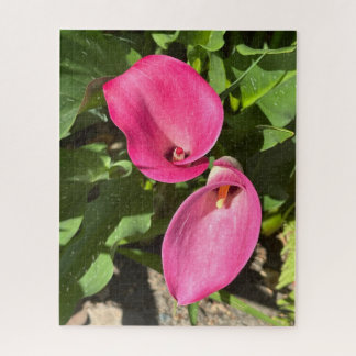 Puzzle Lirio de Calla Rosa, San Mateo