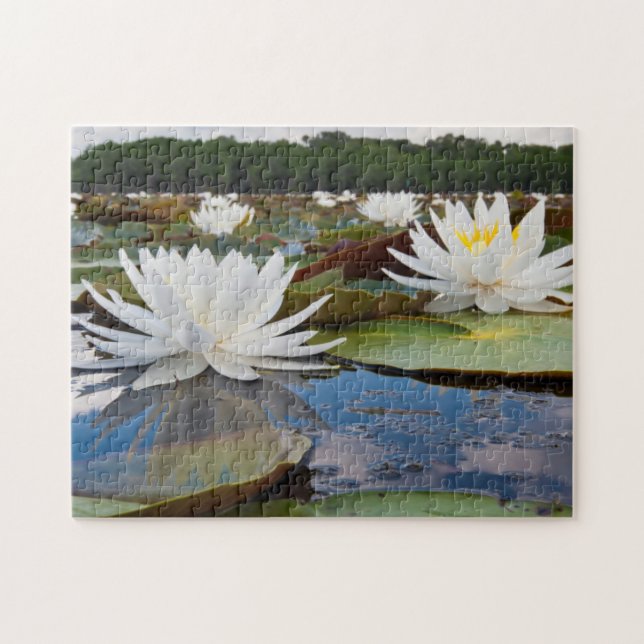 Puzzle Lirios de Agua Fragantes (Nymphaea Odorata) en Cad (Horizontal)