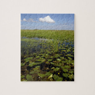 Puzzle Lirios de agua y pasto aserrado en Florida