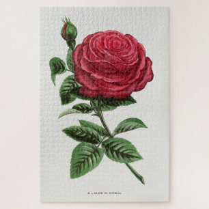 Puzzle Litografía de rosa antigua, François-Frédéric Grob