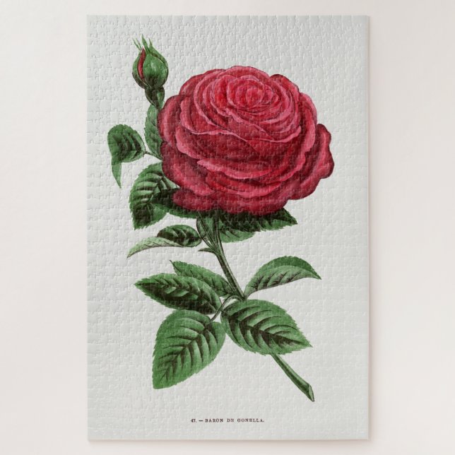 Puzzle Litografía de rosa antigua, François-Frédéric Grob (Vertical)
