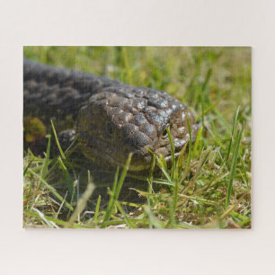 Puzzle Lizard de Lengua Azul de Codorniz Australiana, Jig