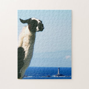 Puzzle Llama en el callejón, Cornwall