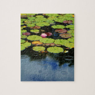 Puzzle Lloto rosa en lluvia