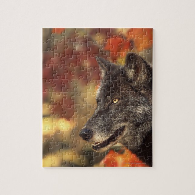 Puzzle Lobo en otoño (Vertical)
