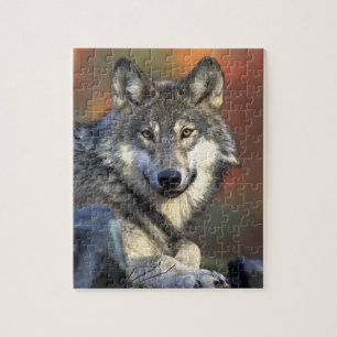 Puzzle Lobo gris