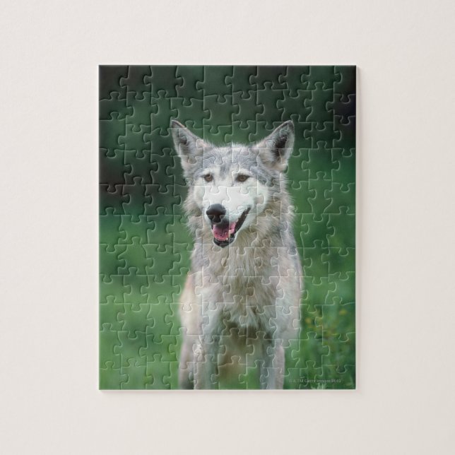 Puzzle Lobo gris (Vertical)