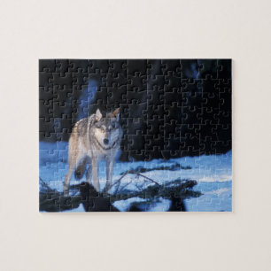 Puzzle lobo gris, Canis lupus, en las estribaciones