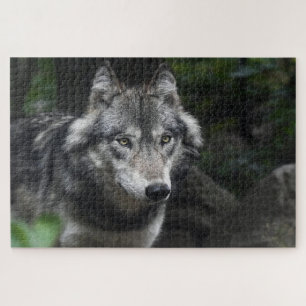 Puzzle Lobo gris en estado salvaje