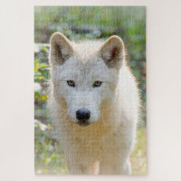 Lobo gris, hermosa fotografía canina