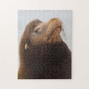 Puzzle Lobo Marino de California