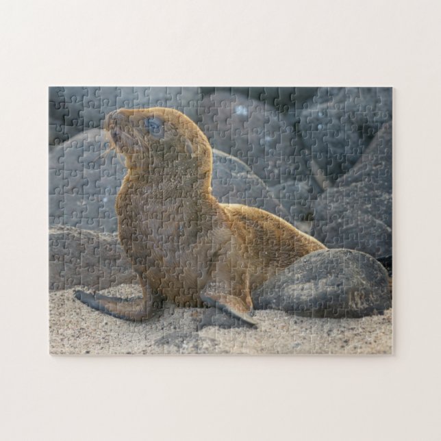 Puzzle Lobo Marino de Galápagos (Horizontal)