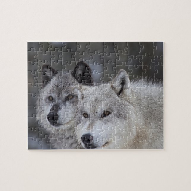 Puzzle Lobos (Canus lupus) de West Yellowstone. Esto (Horizontal)
