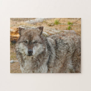 Puzzle Lobos de Yellowstone.