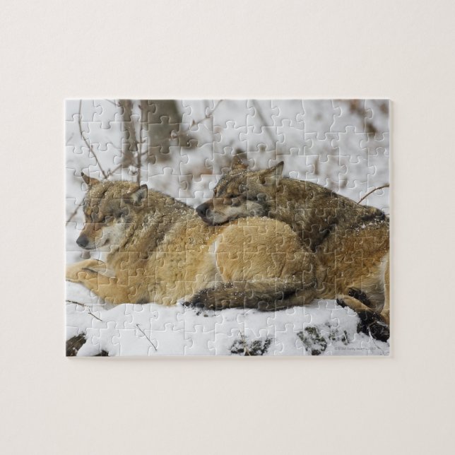Puzzle Lobos en las maderas bávaras (Horizontal)