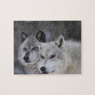 Puzzle Lobos (lupus de Canus) de Yellowstone del oeste.