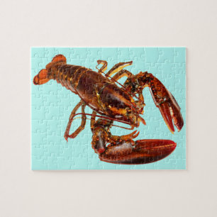 Puzzle Lobster