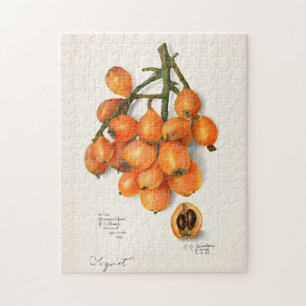 Puzzle Loquats (Eriobotrya Japon Fruit Painting)