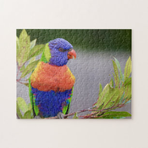 Puzzle Loricídeo Pájaro Posado Loro Animal Plumas