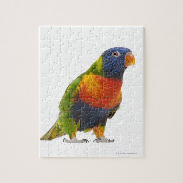 Puzzle Lorikeet de arcoiris femenino - Trichoglossus (Vertical)