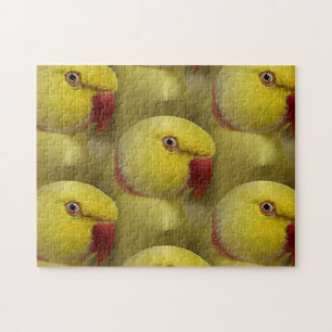 Puzzle Loro amarillo pálido lutino indio
