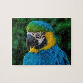 Puzzle Loro azul y dorado