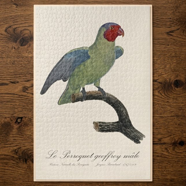 Puzzle Loro carirrojo macho, Geoffroyus geoffroyi (Male Red-Cheeked Parrot, Geoffroyus geoffroyi. Jigsaw Puzzle)