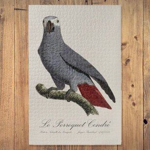Puzzle Loro ceniciento - Ilustración del siglo XIX