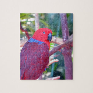 Puzzle Loro colorido del eclectus