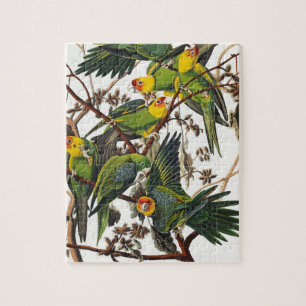 Puzzle Loro de Carolina - John James Audubon (1827-1838)