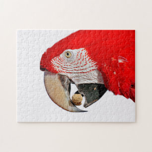 Puzzle Loro de Macao Rojo con cacahuete