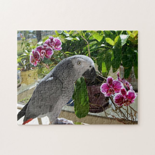Puzzle Loro del gris africano con las orquídeas (Horizontal)