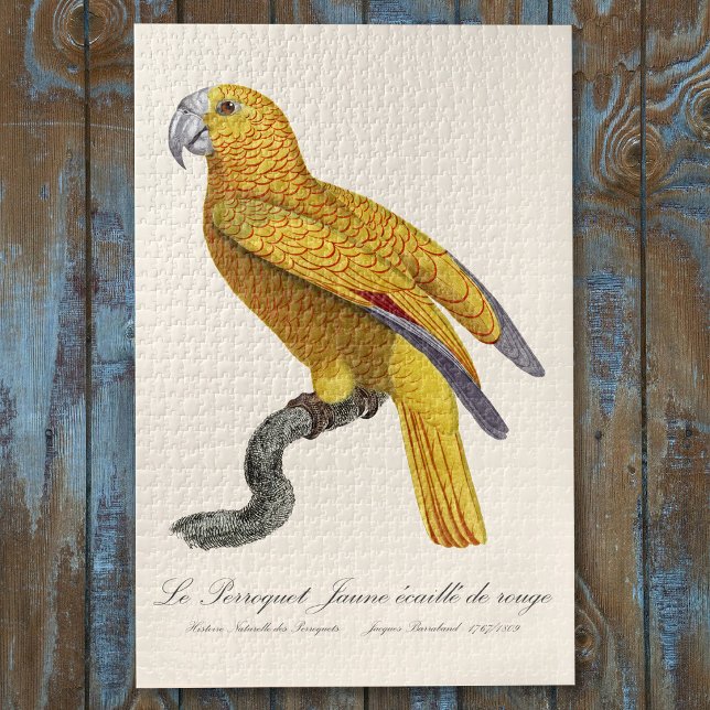 Puzzle Loro del Paraíso de Cuba, Psittacus Paradisi (Le Perroquet Jaune ecaille de rouge. Jigsaw Puzzle)
