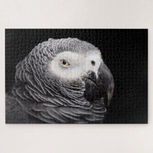 Puzzle Loro gris africano