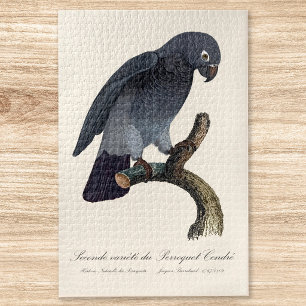 Puzzle Loro gris africano Timneh, Psittacus Timneh