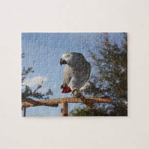 Puzzle Loro imponente del gris africano