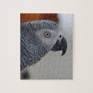 Puzzle Loro majestuoso del gris africano