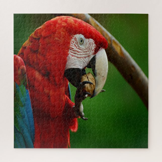 Puzzle Loro Rojo Tropical (Vertical)
