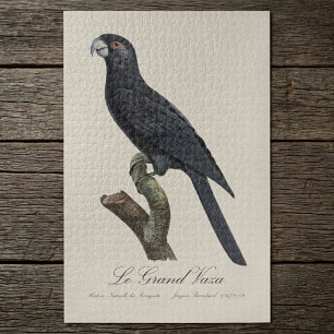 Puzzle Loro Vasa Mayor, Coracopsis Vasa Ilustración